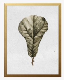 Fig Branch Art Print - Sketch, HD Png Download, Transparent PNG