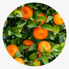 Citrus Growing Guide - Orange Citrus Sinensis, HD Png Download, Transparent PNG