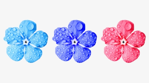 Flower,forget Me Not,close,leaves,drop Of Water,small - Non Copyrighted Flower Png, Transparent Png, Transparent PNG