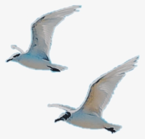 #birds #fly #wings #free #white - European Herring Gull, HD Png Download, Transparent PNG