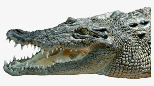 Saltwater Crocodile Png, Transparent Png, Transparent PNG