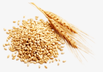 Cereal Grain Harvest - Cereal Rice Png, Transparent Png, Transparent PNG