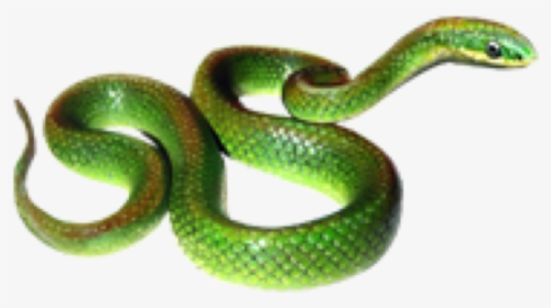 #greensnake #snake #snaks #rope #animals #animals #line - Serpent, HD Png Download, Transparent PNG