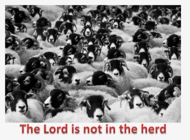 Lord And The Herd - Does Counting Sheep Help You Sleep, HD Png Download, Transparent PNG