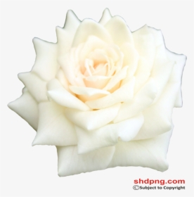 Garden Roses, HD Png Download, Transparent PNG