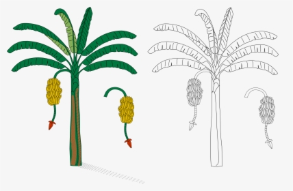 La Planta De Cambur , Png Download - Banana Heraldry, Transparent Png, Transparent PNG