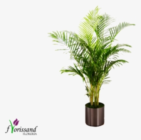 Palm Plant By Ftd - Green Free Standing Plant, HD Png Download, Transparent PNG