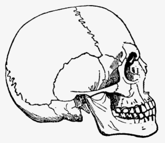Human Skulls And Skeleton Png - Ludska Lebka, Transparent Png, Transparent PNG