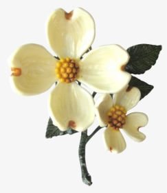 Dogwood Flower Png - Dogwood Flower Transparent, Png Download, Transparent PNG