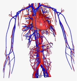 Green Screen & Biology Teaching - Veins Red And Blue, HD Png Download, Transparent PNG