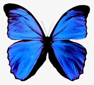 Mariposas En Formato Png - Green Butterfly Means, Transparent Png, Transparent PNG