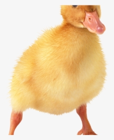 Baby Duck Tattoo Photo - Baby Ducks With Transparent Background, HD Png Download, Transparent PNG