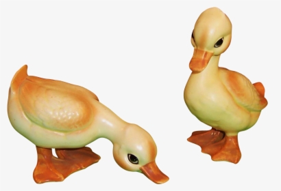 Duck, HD Png Download, Transparent PNG