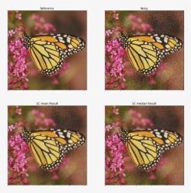 - - / - - / Images/gwnden Clr 17 0 - Monarch Butterfly, HD Png Download, Transparent PNG