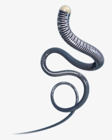 Ar18 Coated - Western Slender Blind Snake, HD Png Download, Transparent PNG