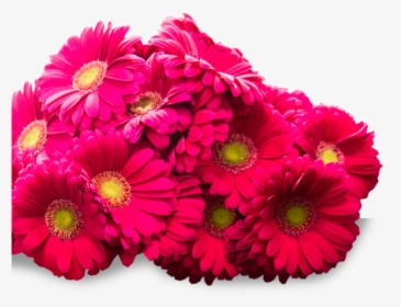 Cluster Of Beautiful Pink Flowers - Barberton Daisy, HD Png Download, Transparent PNG