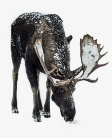 #deer #snow #snowman #snowwhite #deerseason #horns - Animals Eating Road Salt, HD Png Download, Transparent PNG
