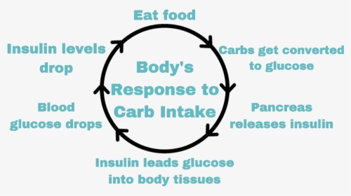 Carb Cycle - Circle, HD Png Download, Transparent PNG