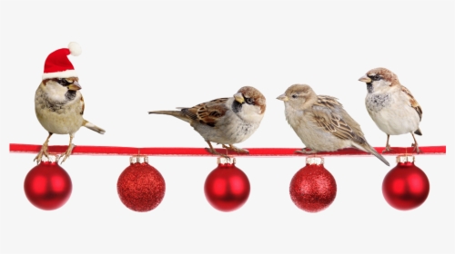 Peacham Corner Guild Annual Christmas Show - Christmas Sparrows, HD Png Download, Transparent PNG