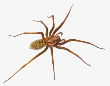 Hr Spiders - Hobo Spider Utah Spiders, HD Png Download, Transparent PNG