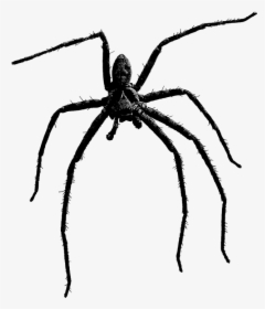 Scary Spider Png, Transparent Png, Transparent PNG
