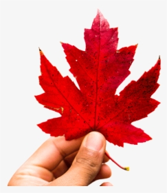 Canada Maple Leaf Png, Transparent Png, Transparent PNG