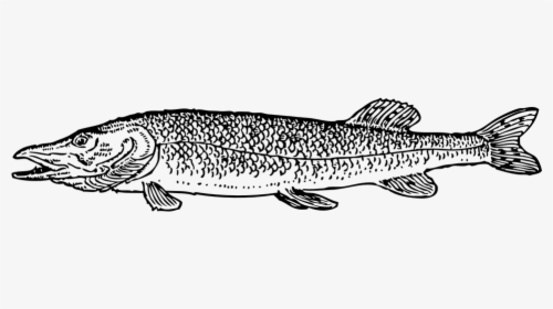 Pike Clipart, HD Png Download, Transparent PNG