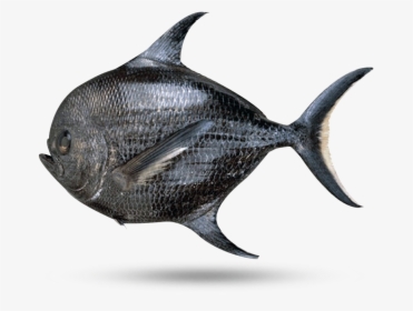 Monchong - Kala Paplet, HD Png Download, Transparent PNG
