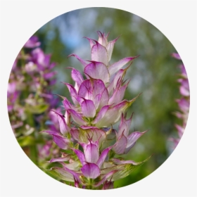 Clary Sage Free, HD Png Download, Transparent PNG