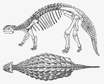 Line Art,reptile,skeleton - Black And White Dinosaur Drawing, HD Png Download, Transparent PNG