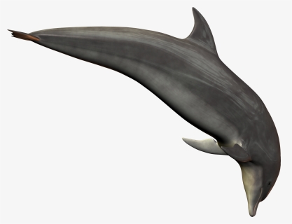 Silver Bottlenose Dolphin Jumping Png Image - Bottlenose Dolphin Dolphin Transparent Background, Png Download, Transparent PNG