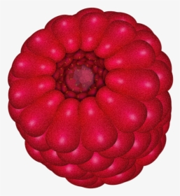 Raspberry 003 513d890 - Common Zinnia, HD Png Download, Transparent PNG