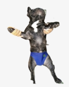 Dog Catches Something, HD Png Download, Transparent PNG