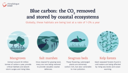 Blue Carbon, HD Png Download, Transparent PNG