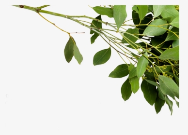Twig, HD Png Download, Transparent PNG
