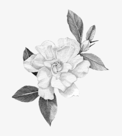 Hand-crafted Art Of The Gardenia - Rosa Glauca, HD Png Download, Transparent PNG