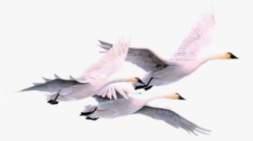 #pajaros #pajaro #swan #swans #gooses #geese #duck - Swans, HD Png Download, Transparent PNG