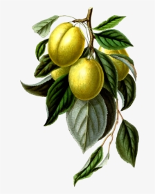 This Free Icons Png Design Of Golden Esperen Plum , - Lemon Vintage Png, Transparent Png, Transparent PNG