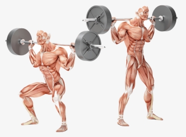 Bodybuilding Personal Training Exercises - Squat Muskelgrupper, HD Png Download, Transparent PNG
