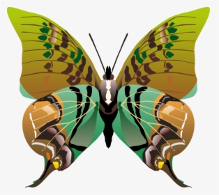 Butterfly Png Images Png - Butterfly Drawings, Transparent Png, Transparent PNG