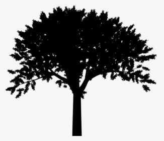 Free Png Tree Silhouette Png Png - Tree Silhouette Transparent Background, Png Download, Transparent PNG