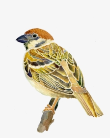 Sparrow Png Image & Sparrow Clipart - Watercolor Sparrow, Transparent Png, Transparent PNG
