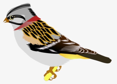Gambar Burung Gelatik Kartun, HD Png Download, Transparent PNG