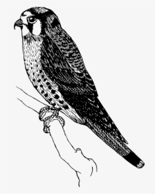 Sparrow Hawk - Sparrowhawk Clipart, HD Png Download, Transparent PNG