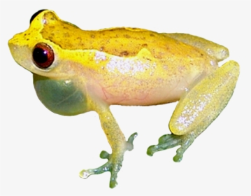 Brazilian Coastal Tree Frog Picture - Brazilian Tree Frog, HD Png Download, Transparent PNG