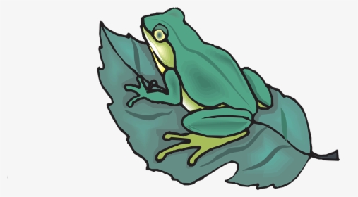 The Tree Frog Amphibian - Frog On A Leaf, HD Png Download, Transparent PNG