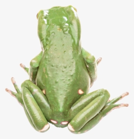 Frog Png - 青蛙 背部, Transparent Png, Transparent PNG