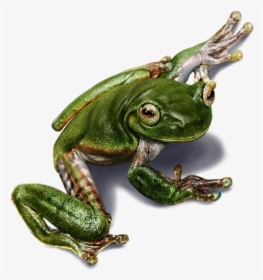 Frog Digital Painting, HD Png Download, Transparent PNG