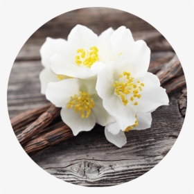 Transparent Jasmine Flower Png - Hacer Perfume De Vainilla, Png Download, Transparent PNG