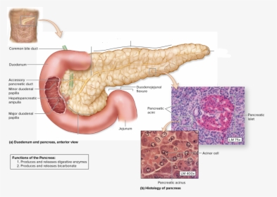 Anatomical Features Of The Pancreas, HD Png Download, Transparent PNG